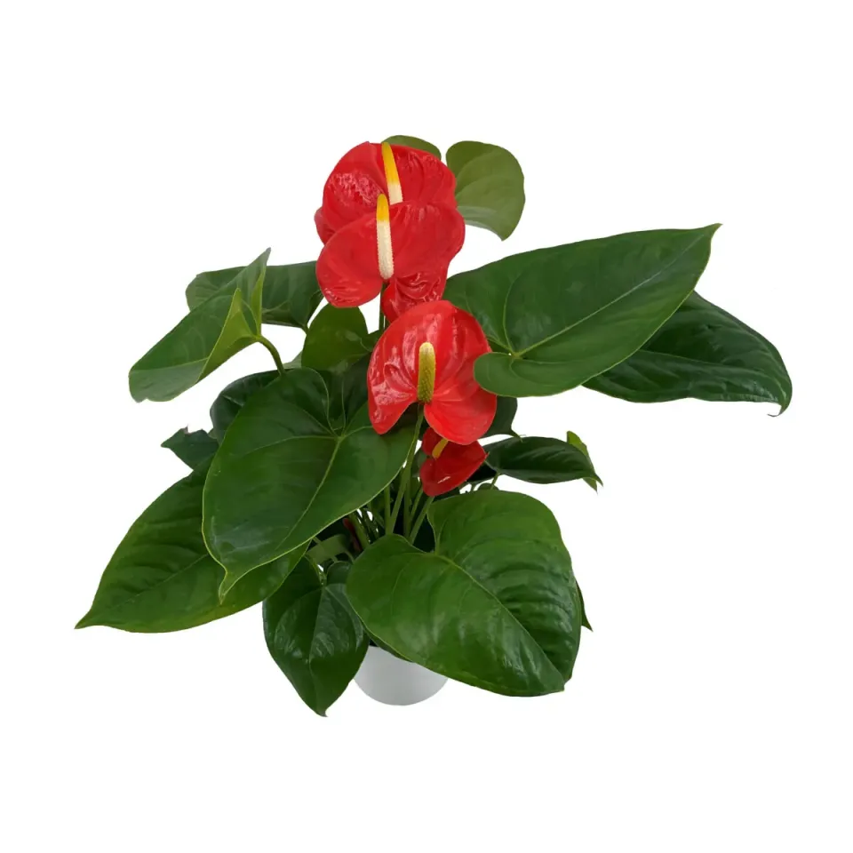 XL-Bloom YoungPlants XL.117 Big Orange paprikaplant oranje