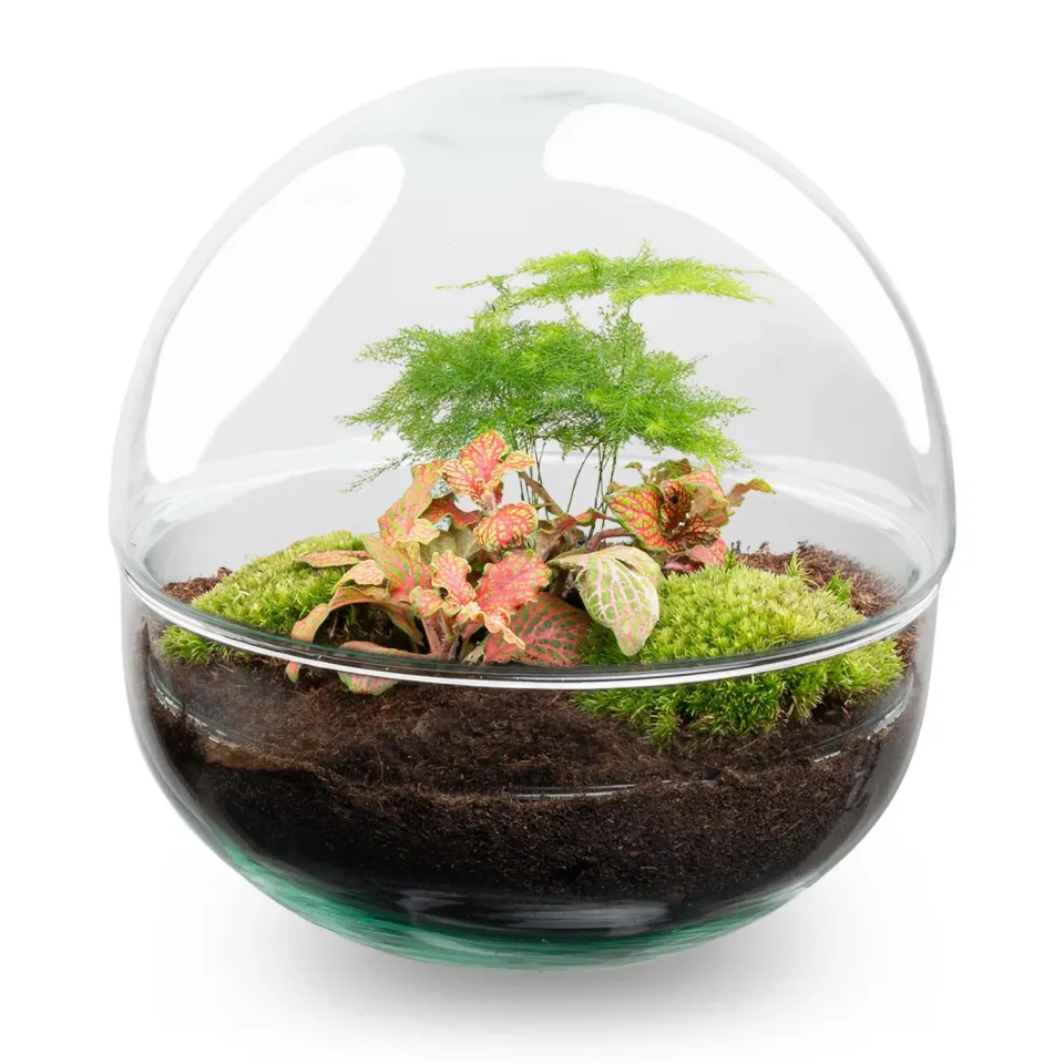 Urbanjungl Dome Rood terrarium DIY kit Ø 20 cm