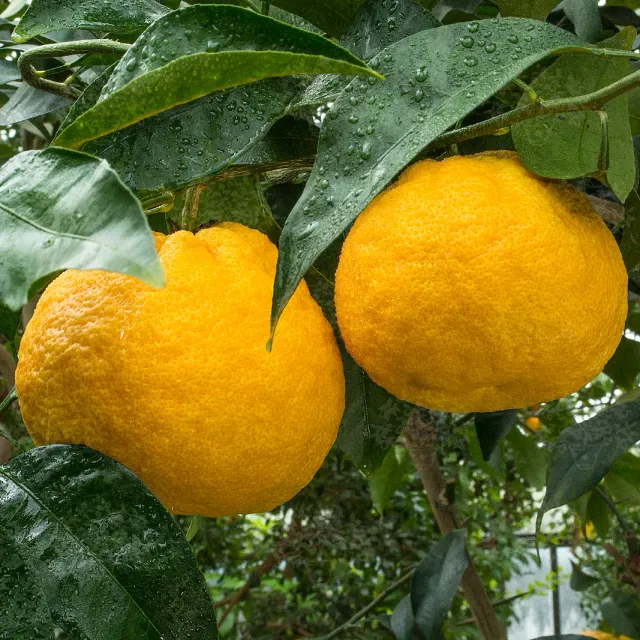 The Natural World Citrus natsudiadai citrusboom amanatsu