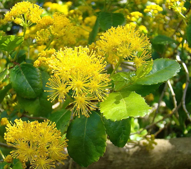 The Natural World Azara serrata struik P9 wintergroen