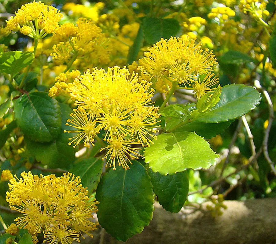 The Natural World Azara serrata struik P9 wintergroen