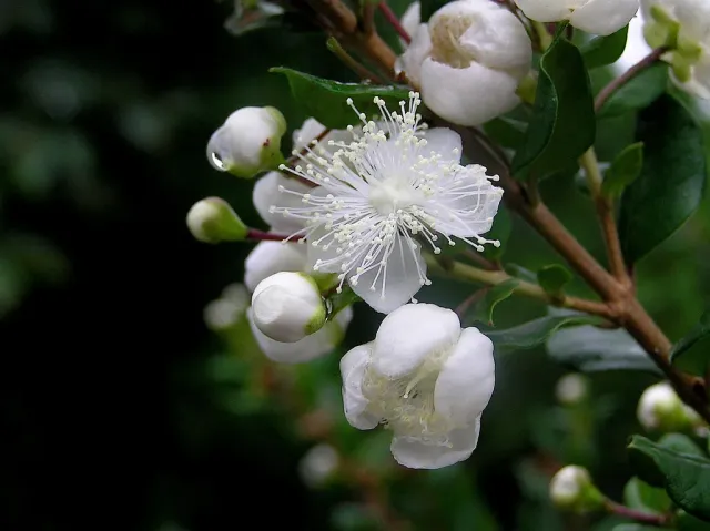 The Natural World Luma chequen Chileense mirte plant eetbaar
