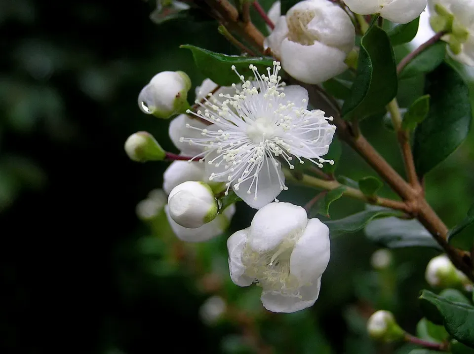 The Natural World Luma chequen Chileense mirte plant eetbaar