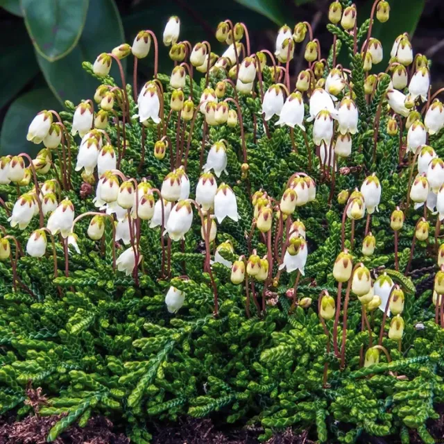The Natural World Cassiope lycopodioides plant groenblijvend