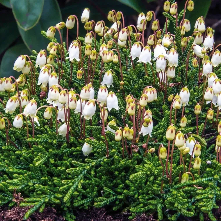 The Natural World Cassiope lycopodioides plant groenblijvend