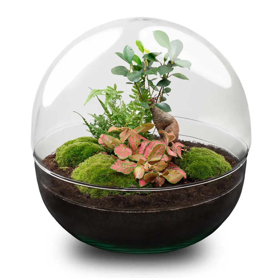 Urbanjungl Dome XL Terrarium DIY kit Ø28 cm bonsai