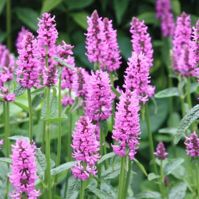 The Natural World Stachys officinalis betonieplant eetbaar