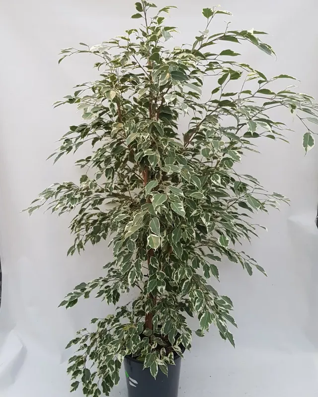 Tuincentrum Heerdink Ficus Twilight treurvijg 140 cm bont