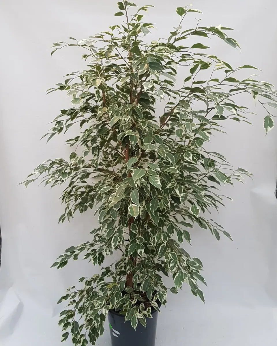 Tuincentrum Heerdink Ficus Twilight treurvijg 140 cm bont