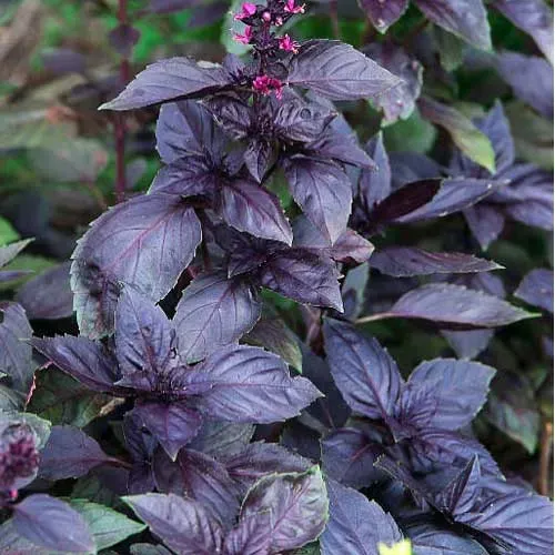 The Natural World Basilicum Dark Opal plant P9 paars