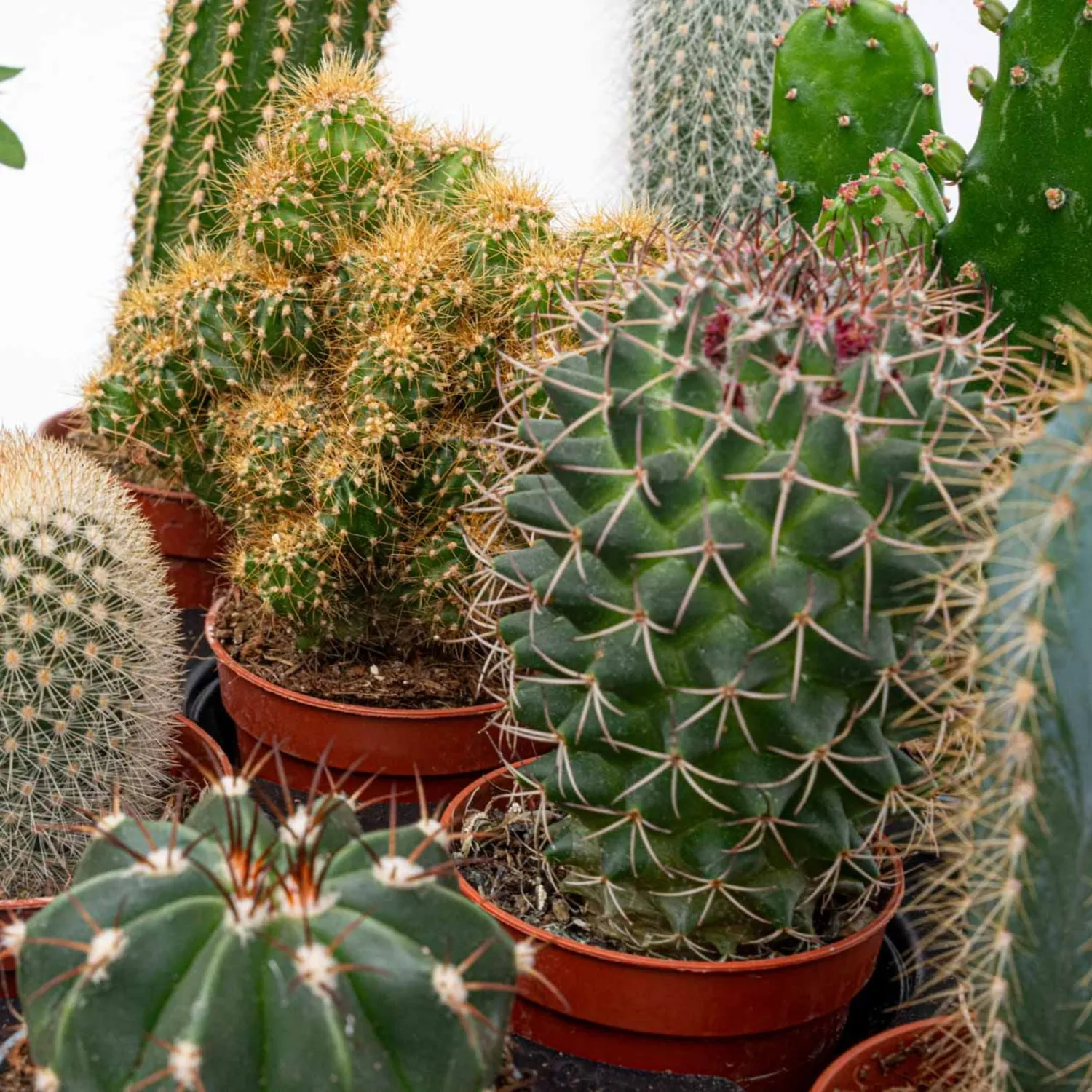 Urbanjungl Cactus Set 6 stuks vetplant 8-12 cm Madrid pot
