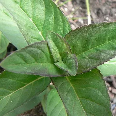 The Natural World Mentha arvensis muntplant piperascens
