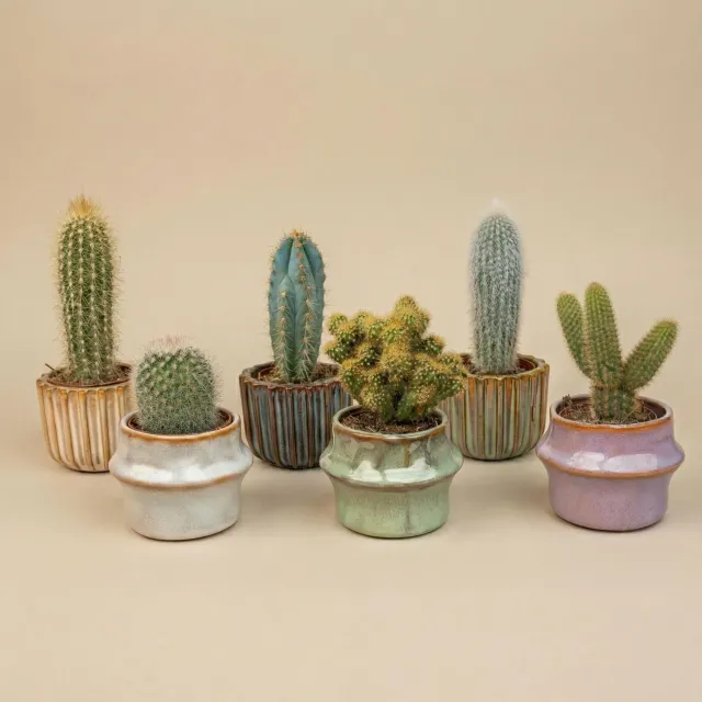 Urbanjungl Barcelona succulenten set 6 stuks 8-12 cm