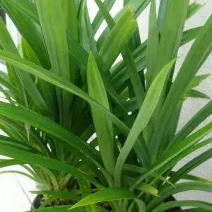 The Natural World Pandanus amaryllifolius pandanplant pot