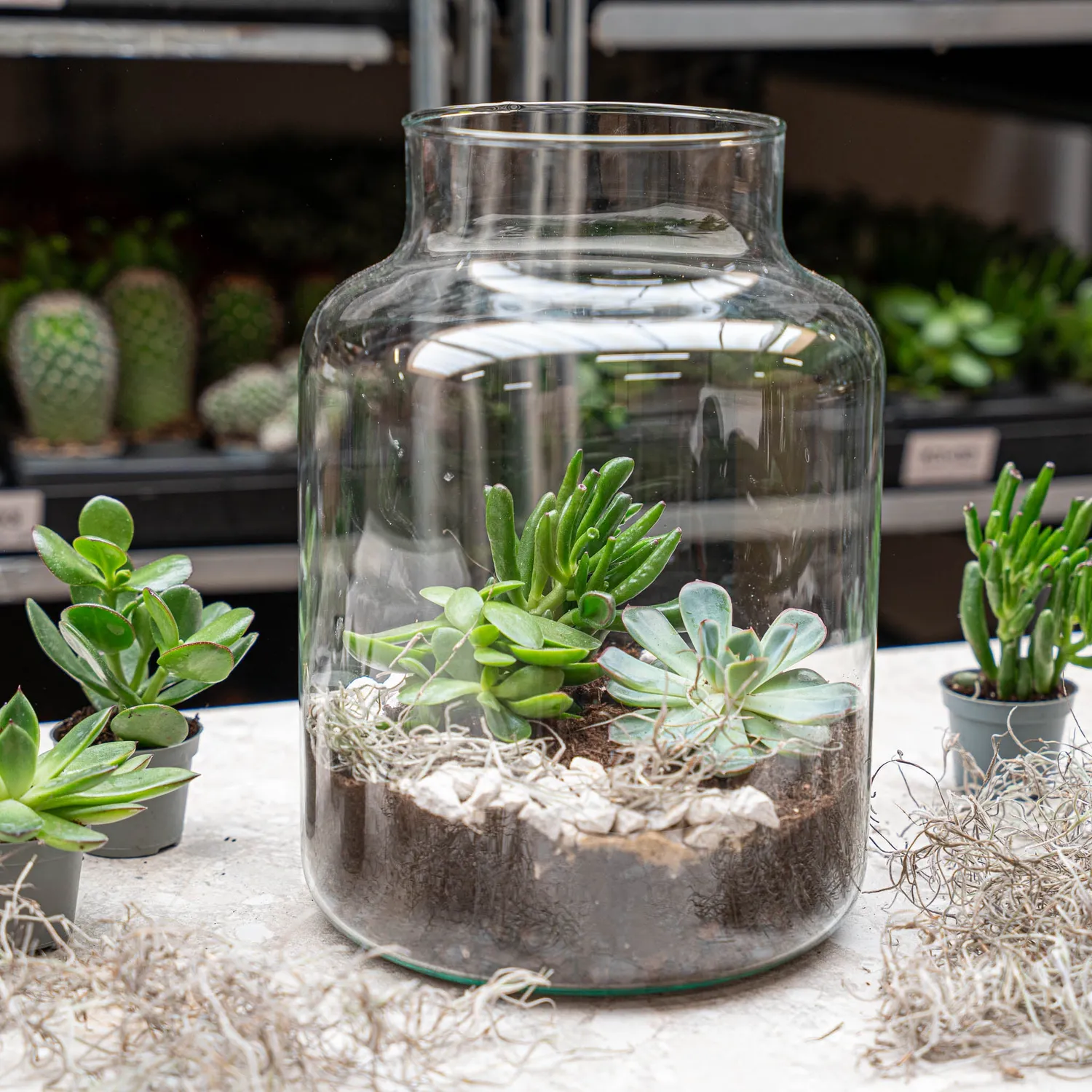 Urbanjungl Milky succulent terrarium DIY kit Ø 21 cm