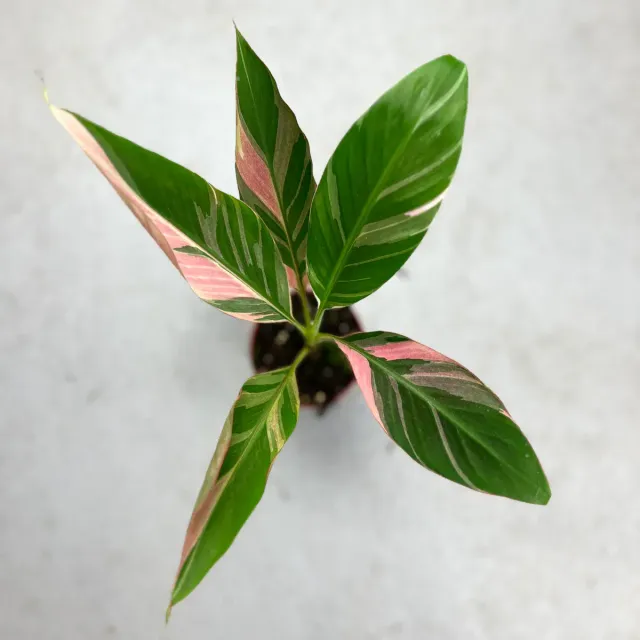 The Natural World Musa Nono Pink Variegata bananenplant bont