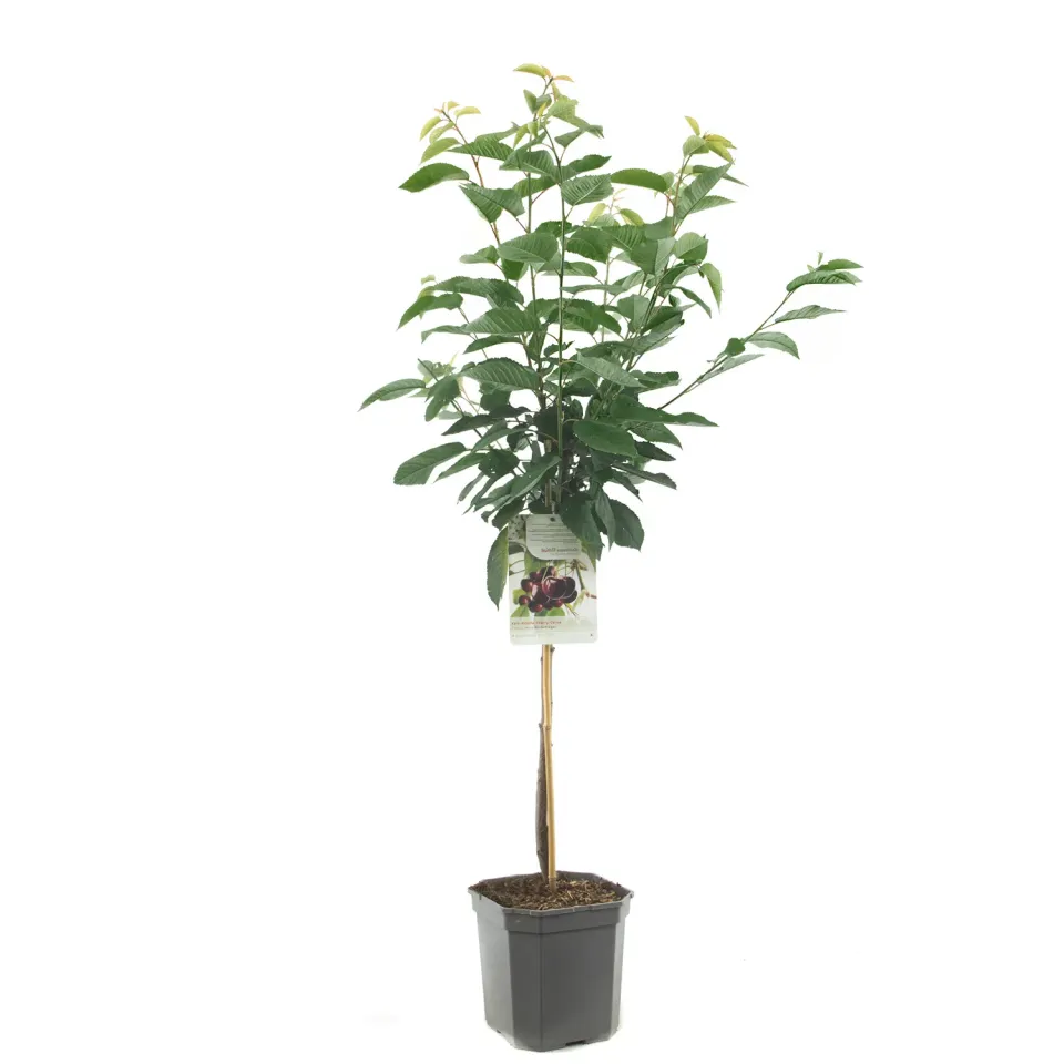 Tuincentrum Heerdink Prunus Hedelfinger kersenboom zoete kers