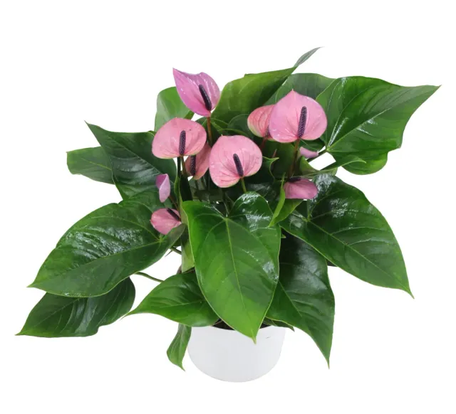 XL-Bloom XL.23 Sakura Lila stekje lila