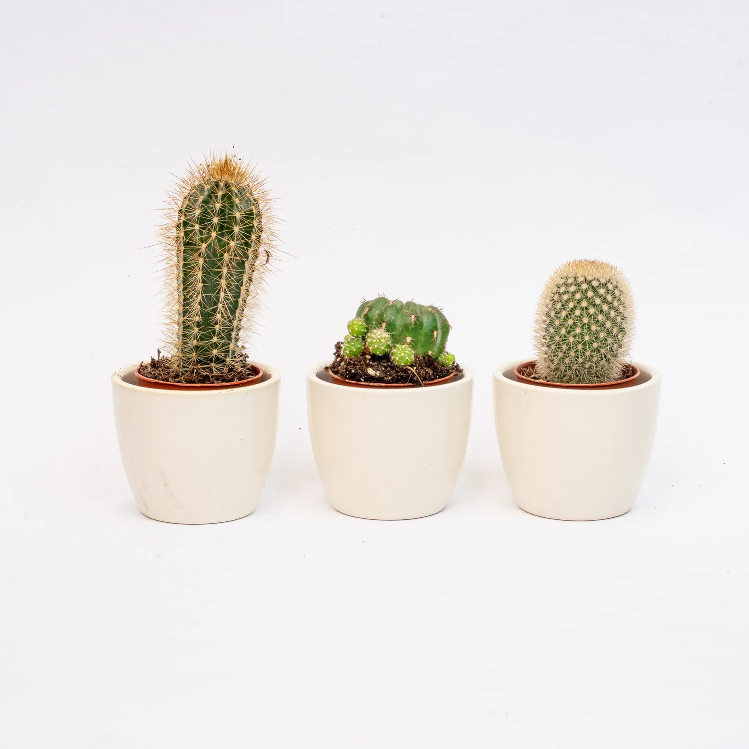 Urbanjungl Cactus mix cactusset 3 stuks blauw pot 6 cm