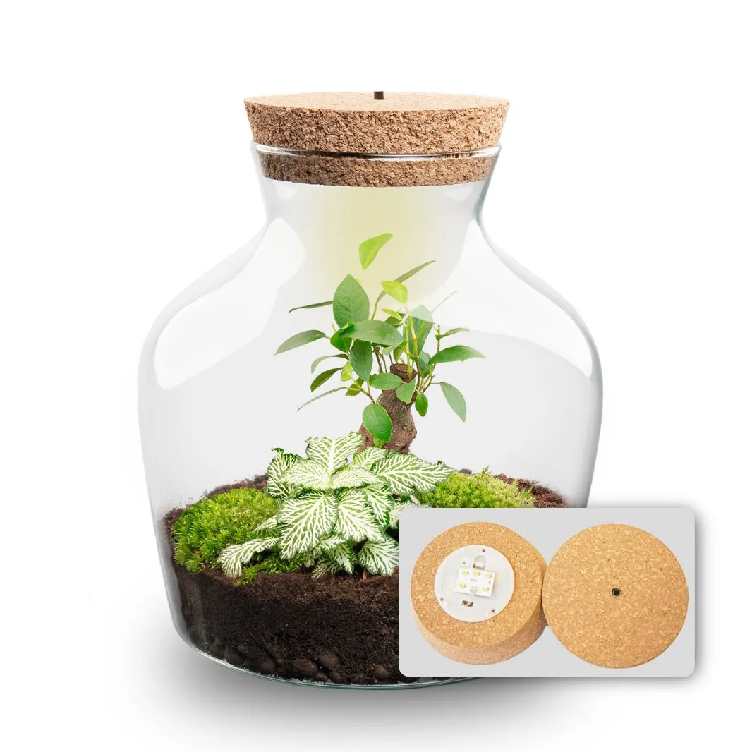 Urbanjungl Little Joe bonsai terrarium DIY kit licht