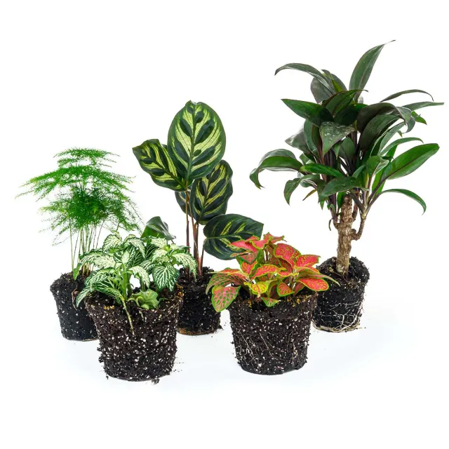 Urbanjungl Makoyana terrariumplanten set 5 stuks tropisch