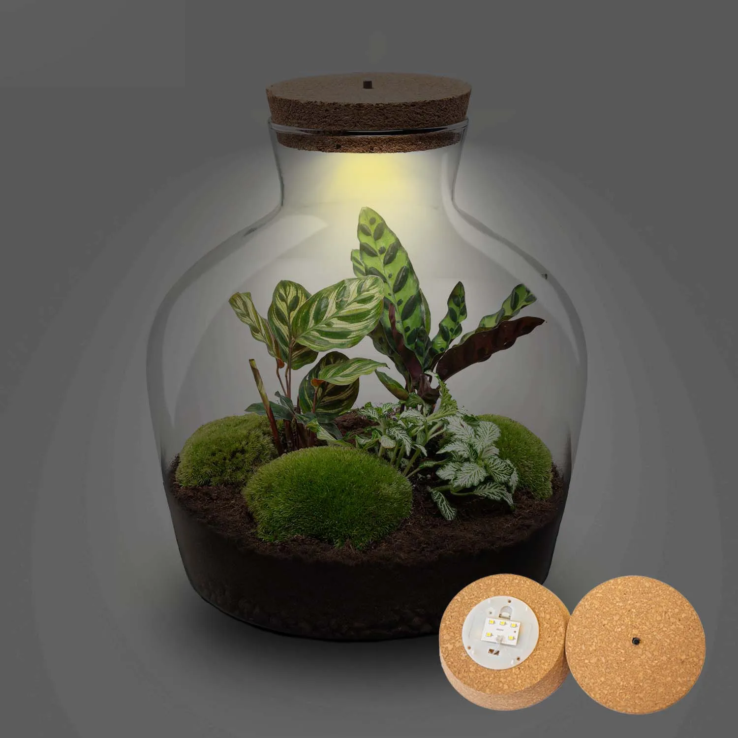 Urbanjungl Fat Joe plantenterrarium DIY kit met licht 29 cm