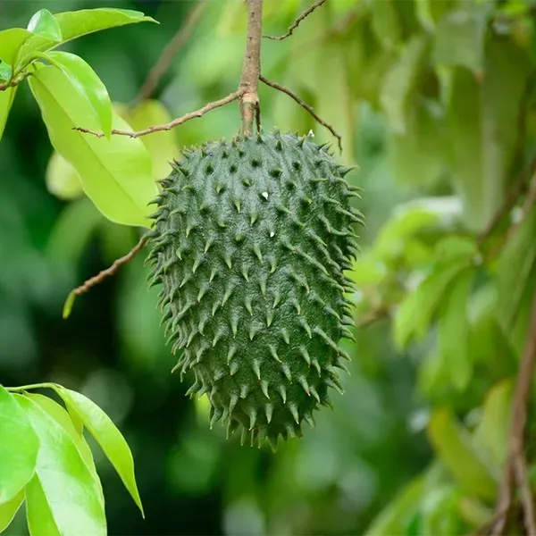 The Natural World Annona muricata plant P23 eetbaar