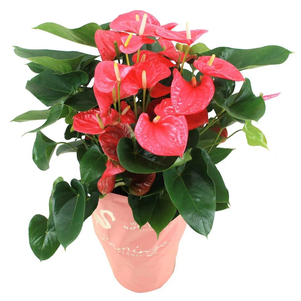 XL-Bloom YoungPlants XL.31 Arisa Pink jonge plant eetbaar