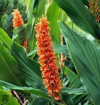 The Natural World Hedychium Assam Orange gemberlelie
