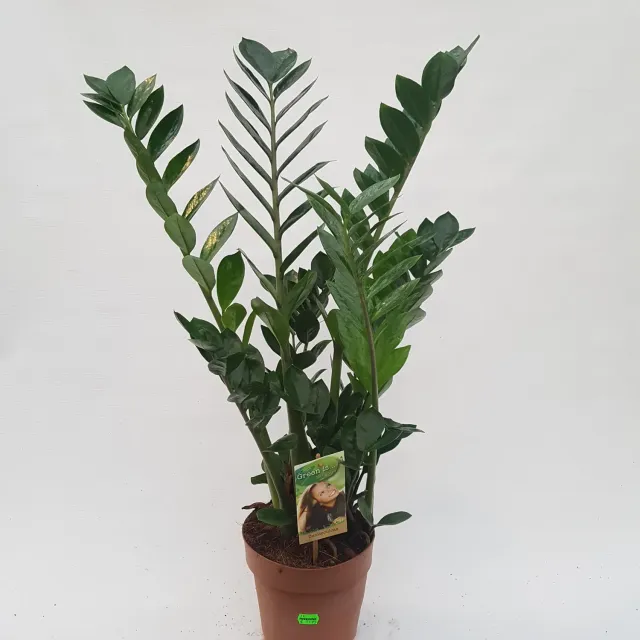 Tuincentrum Heerdink Zamioculcas zamiifolia kamerplant 70 cm sterk