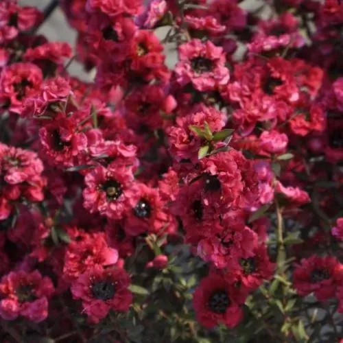 The Natural World Leptospermum Red Damask struik