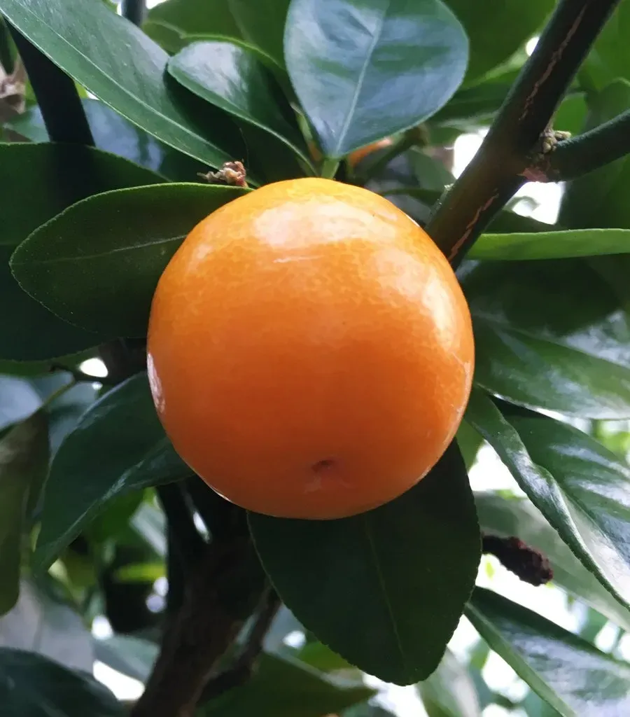 The Natural World Citrus Kucle plant winterhard kuip