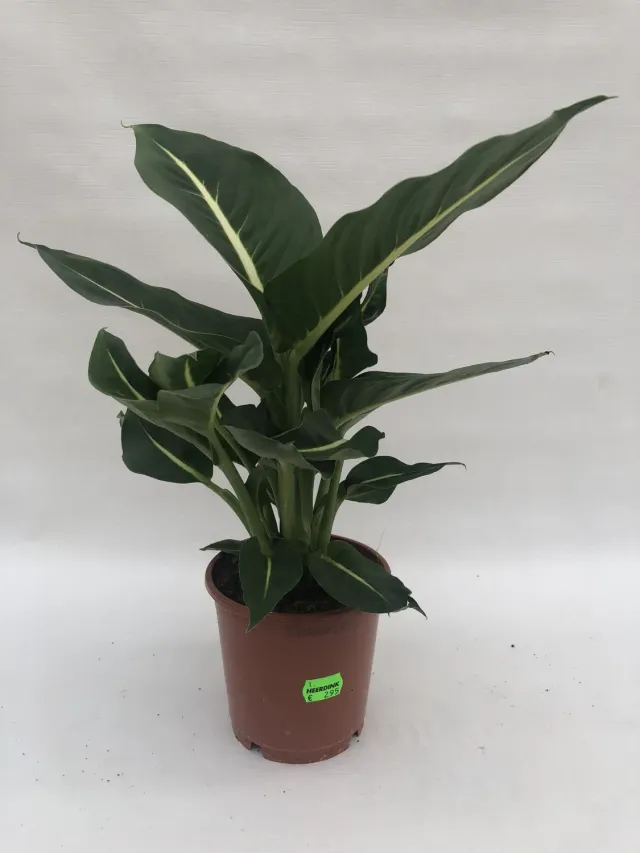 Tuincentrum Heerdink Dieffenbachia Green Magic Kamerplant 35 cm