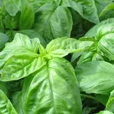 The Natural World Basilicum Bolloso Napolitano plant groot blad