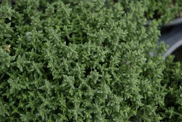 The Natural World Thymus vulgaris Faustini tijmzaden eetbaar