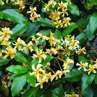 The Natural World Trachelospermum Star of Toscane sterjasmijn