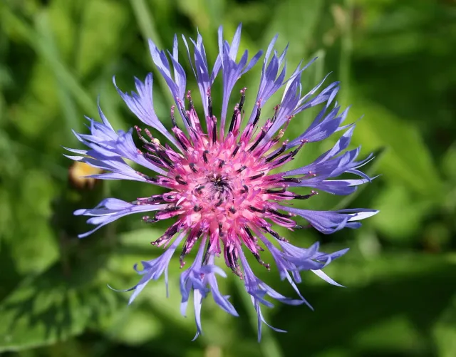 The Natural World Centaurea montana bergkorenbloem P9 eetbaar