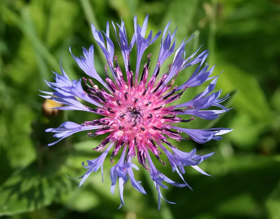 The Natural World Centaurea montana bergkorenbloem P9 eetbaar