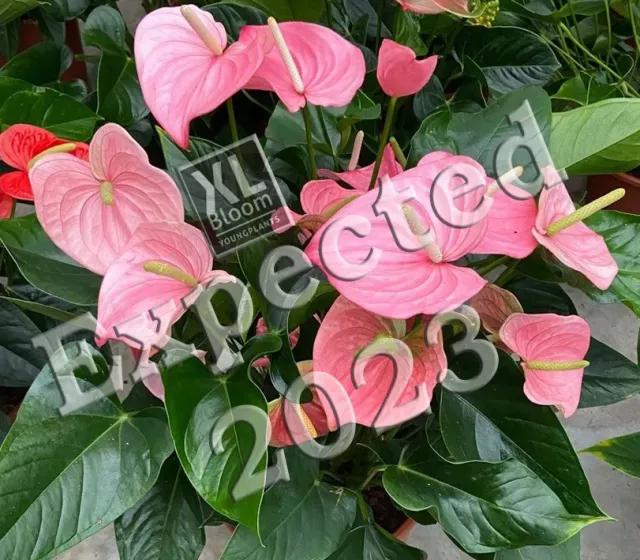 XL-Bloom YoungPlants XL.Opa.7 Sweet Leny jonge plant zoet