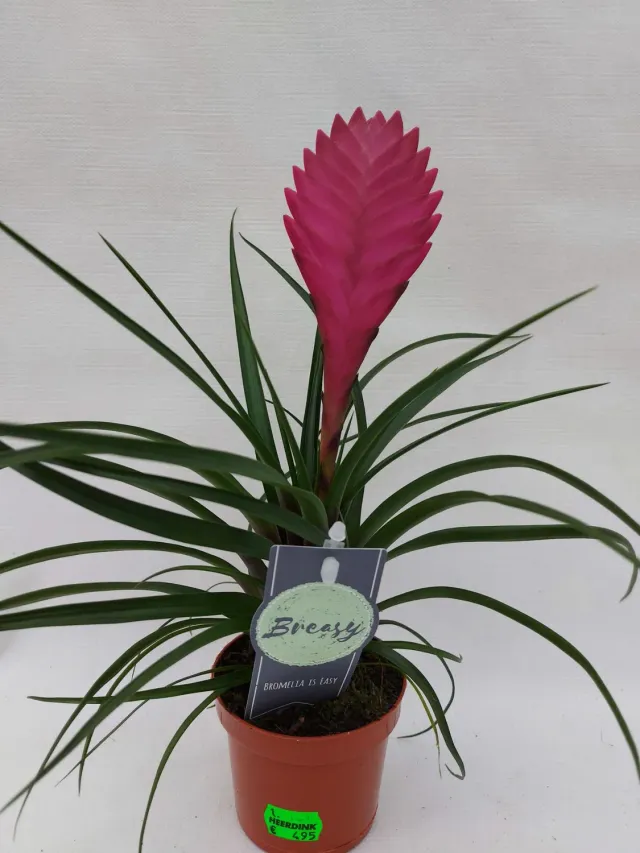 Tillandsia cyanea Anita luchtplant roze bloei