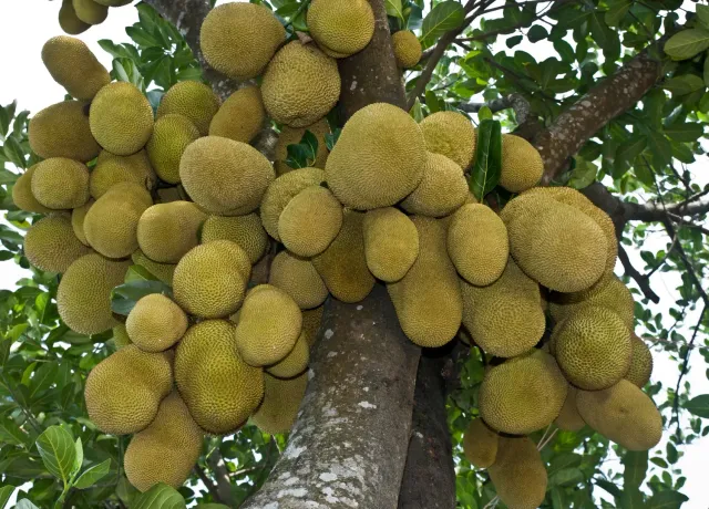 The Natural World Artocarpus heterophyllus jackfruitplant