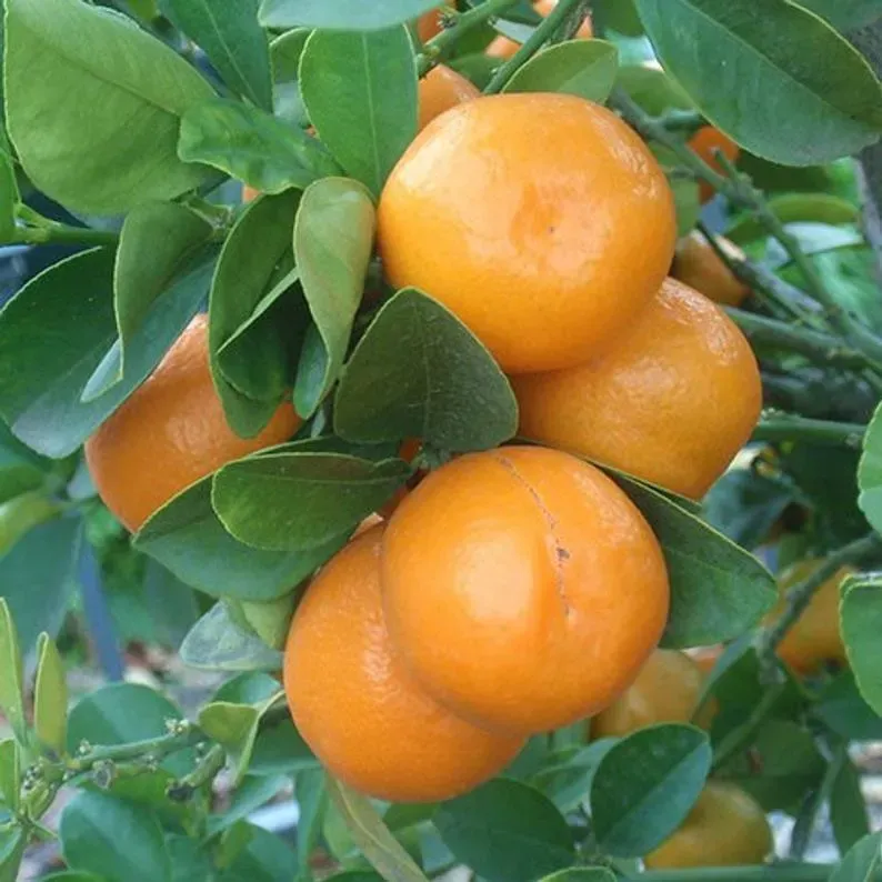The Natural World Citrus Meiwa kumquatboom zoet