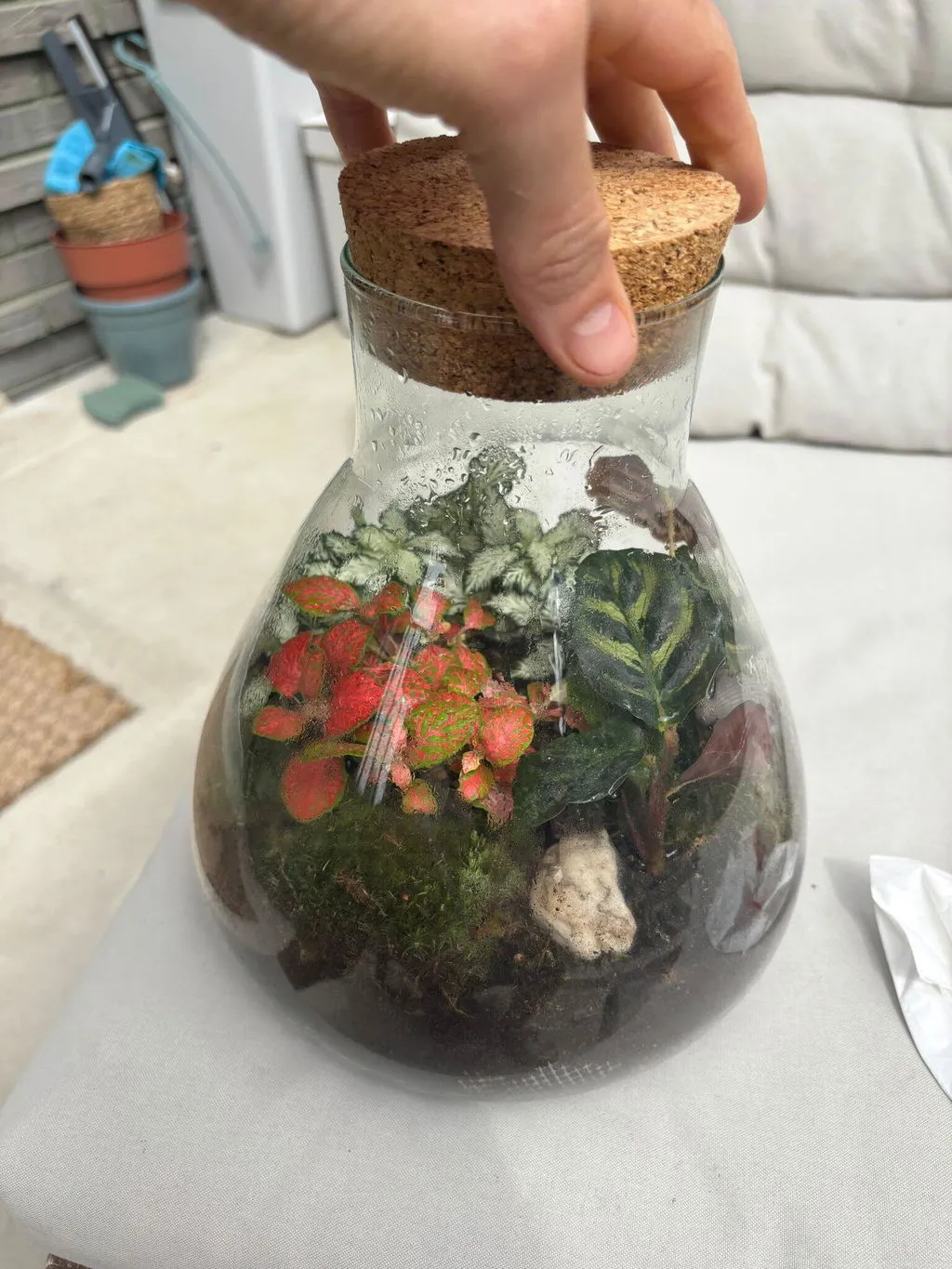 Urbanjungl Calathea Makoyana terrarium navulpakket 3 planten