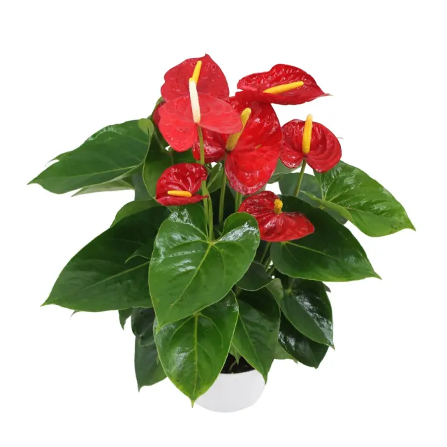 XL-Bloom YoungPlants XL.116 jonge plant Jambo Deep Red P12