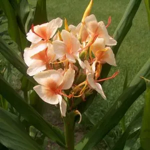 The Natural World Hedychium Kinkaku kuipplant geel