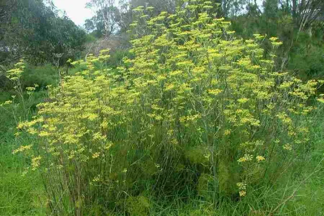 The Natural World Foeniculum vulgare venkelplant eetbaar