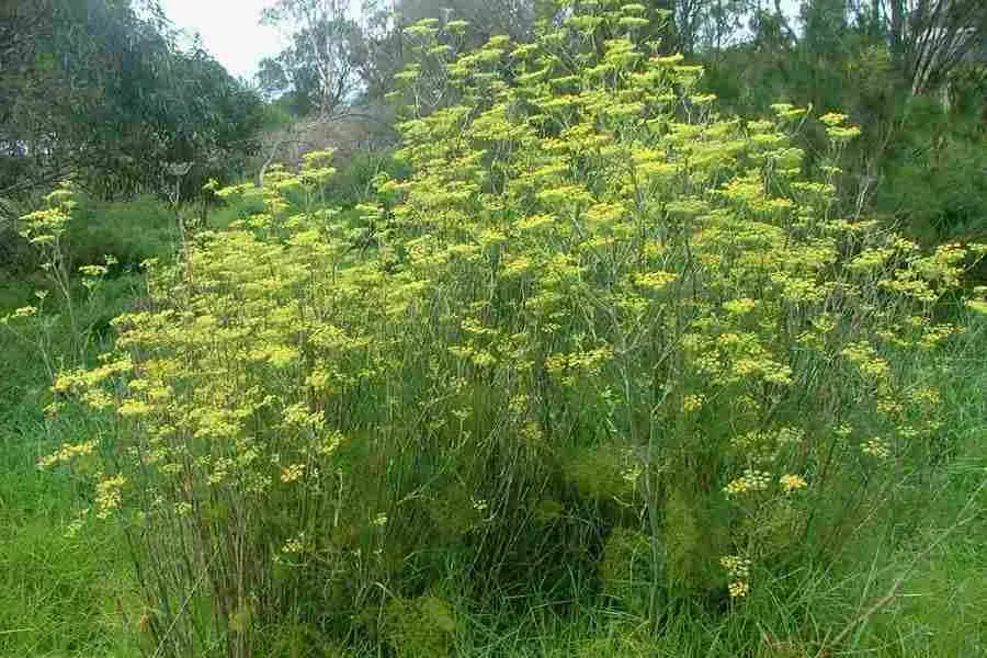 The Natural World Foeniculum vulgare venkelplant eetbaar