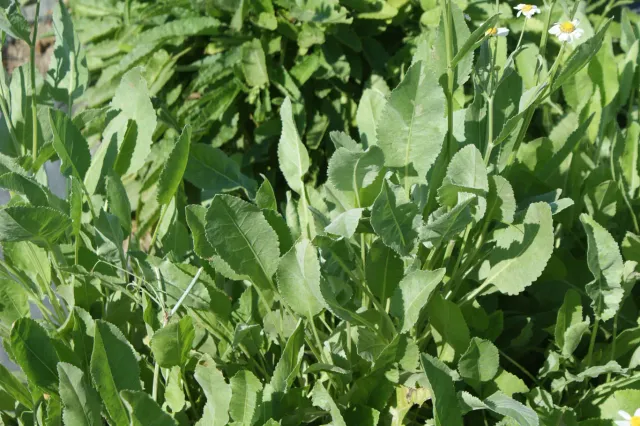 The Natural World Tanacetum balsamita plant P9 eetbaar