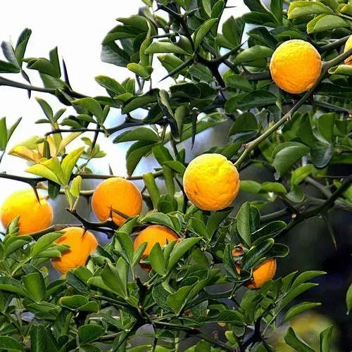 The Natural World Poncirus trifoliata citrusplant winterhard