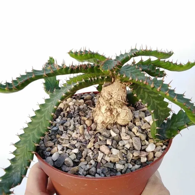 The Natural World Euphorbia stellata vetplant caudex